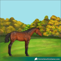 Horse Color:Bay 