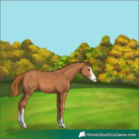 Horse Color:Chestnut Sabino