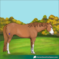 Horse Color:Chestnut Sabino