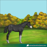 Horse Color:Black Sabino