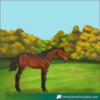 Horse Color:Bay 