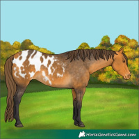 Horse Color:Buckskin Appaloosa 