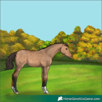 Horse Color:Bay Dun
