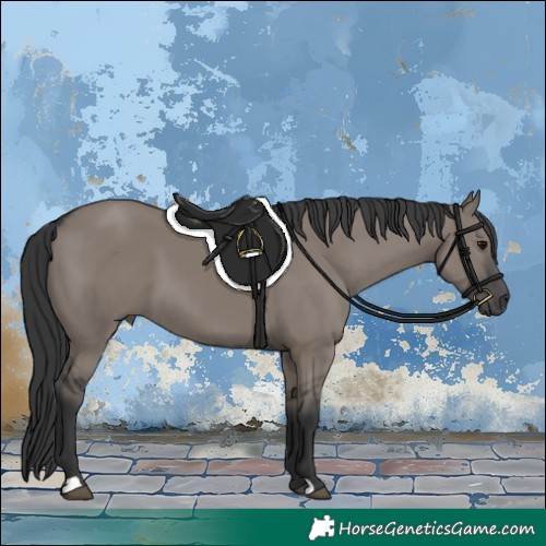 Horse Color:Grullo 