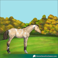 Horse Color:White Spotted Buckskin Dun 