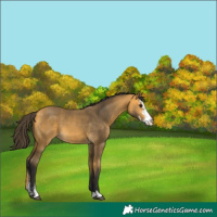 Horse Color:Buckskin Sabino 