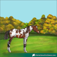 Horse Color:White Spotted Bay 