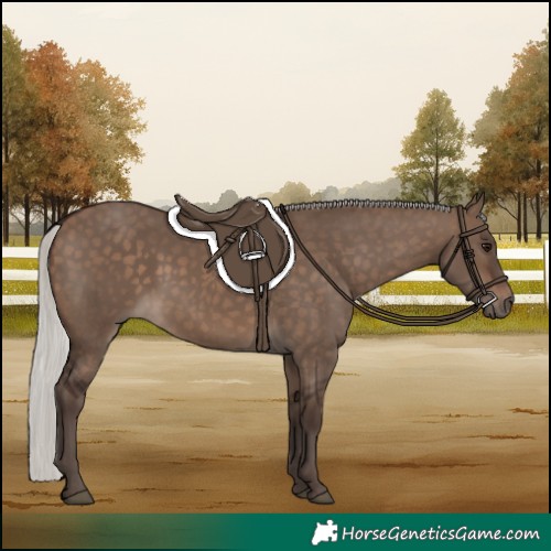 Horse Color:Silver Brown Dun 