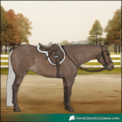 Horse Color:Silver Brown Dun 