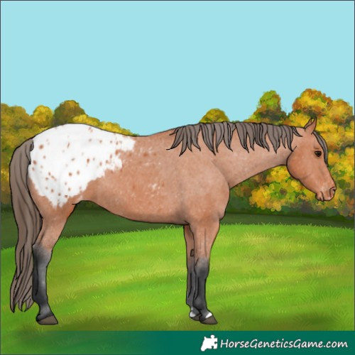 Horse Color:Bay Appaloosa 