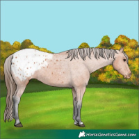 Horse Color:Bay Blanket 