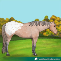 Horse Color:Bay Appaloosa 