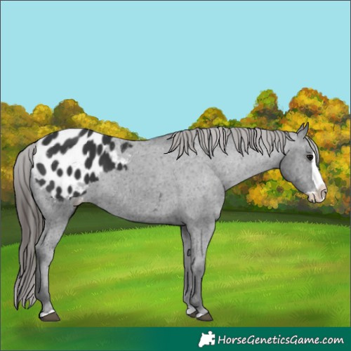 Horse Color:Black Splash Appaloosa 