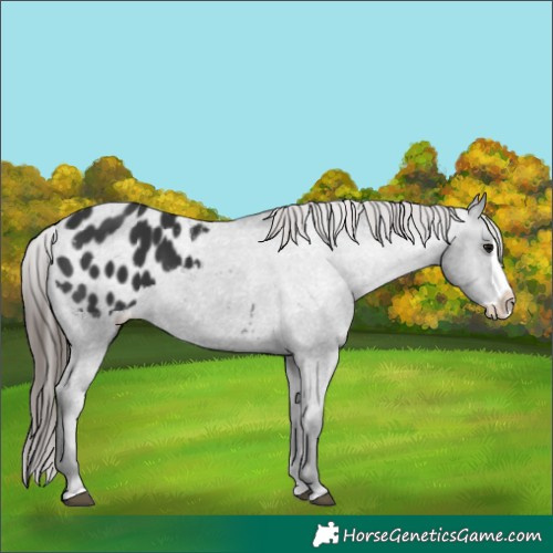 Horse Color:Black Splash Appaloosa 