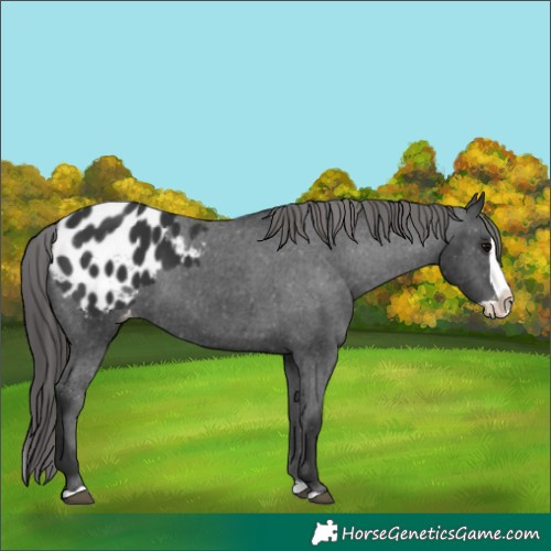 Horse Color:Black Splash Blanket 