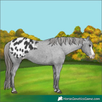 Horse Color:Black Splash Appaloosa 