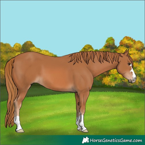 Horse Color:Chestnut 