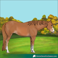Horse Color:Chestnut 