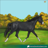 Horse Color:Black 