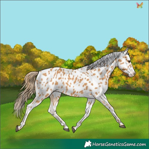 Horse Color:Chestnut Near Leopard 