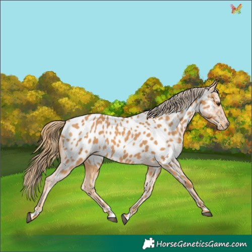 Horse Color:Chestnut Appaloosa 