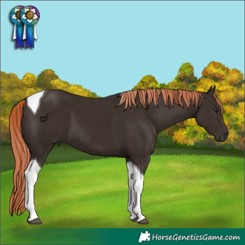 Horse Color:Liver Chestnut Tobiano 