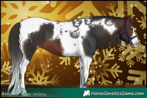 Horse Color:Brown Tobiano Appaloosa