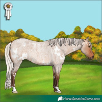 Horse Color:White Spotted Silver Bay Roan Dun