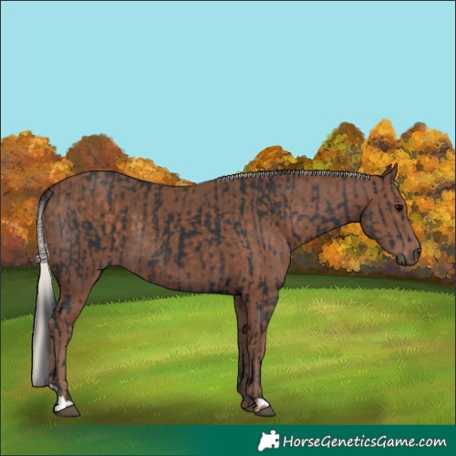 Horse Color:Black  and Silver Black 