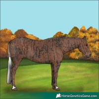 Horse Color:Black and Silver Black