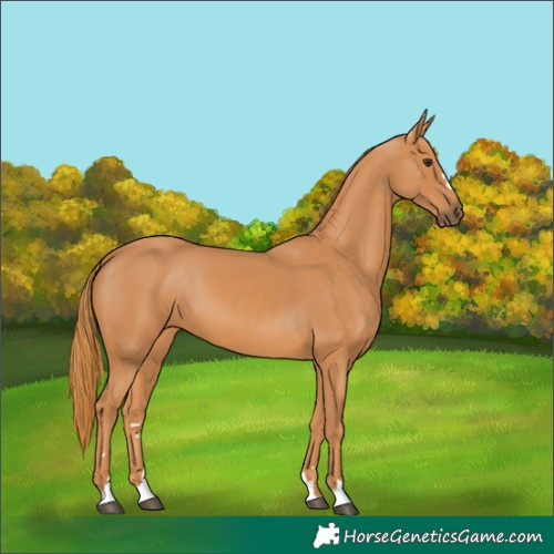 Horse Color:Chestnut 