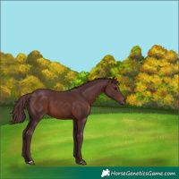 Horse Color:Chocolate Brown 