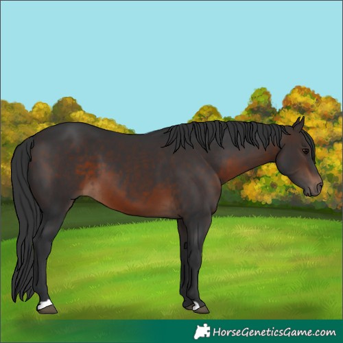 Horse Color:Brown 