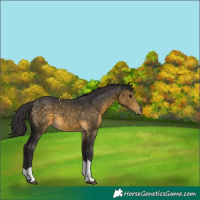 Horse Color:Buckskin Tobiano
