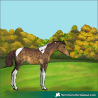 Horse Color:Chocolate Buckskin Tobiano