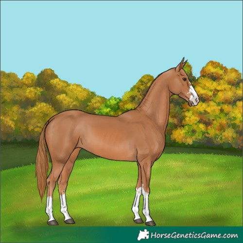 Horse Color:Chestnut 