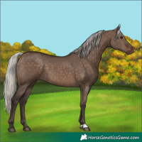 Horse Color:Silver Brown Dun 