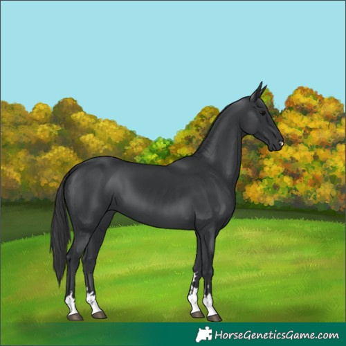 Horse Color:Black 