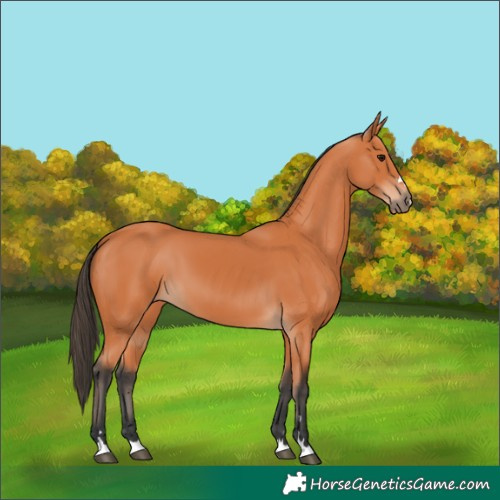 Horse Color:Bay 