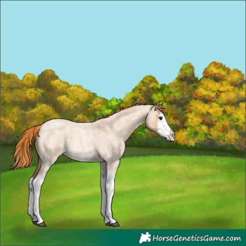 Horse Color:Red Dun Roan Splash Frame Rabicano 