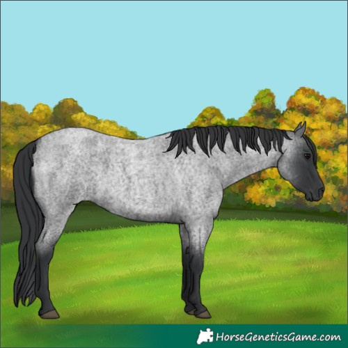 Horse Color:Blue Roan 