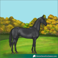 Horse Color:Black 