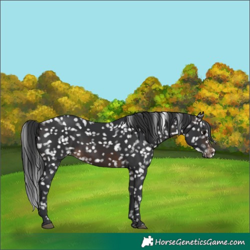 Horse Color:Brown Snowflake Varnish