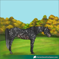 Horse Color:Brown Appaloosa