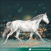 Horse Color:Cremello Near Leopard 