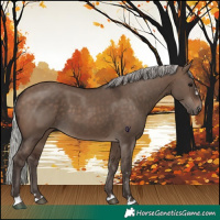 Horse Color:Silver Brown Dun 
