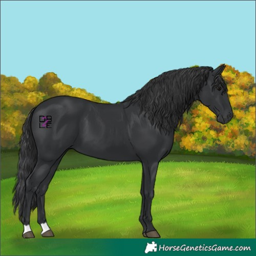 Horse Color:Black 