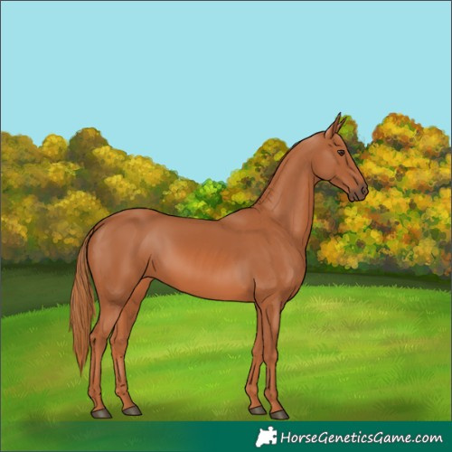 Horse Color:Chestnut 