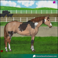 Horse Color:Brown Sabino and Red Dun