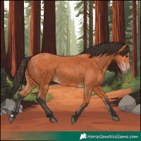 Horse Color:Bay 